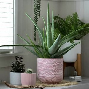 #TrendyTuesday Spring greenery brightens up any space—it also brings a sense of calm and solace. Make a statement with a large plant, or go smaller with a collection of succulents, topiaries and smaller plants. | Fanimation