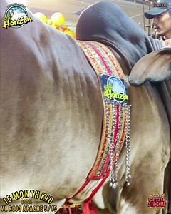 VL ROJO APACHE 100% pure Barahman One of the finest Bull in Karachi The cow was imported from USA 100% Brahman cow | Cattle Karachi