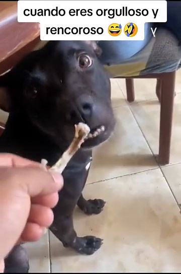 69K views · 837 reactions | Cuando eres orgulloso y rencoroso.  | Somos Mexicanos | Facebook