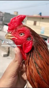 2.3K views · 50 reactions | #Whtsapp03175721883 | Ahsan awan - pindi aseel | Facebook