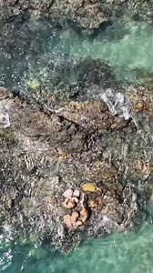 Part 2 Spearing Crayfish Around Tropical Islands #crayfish #cairns | Falzon