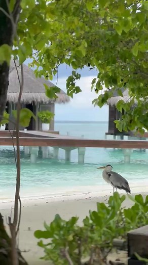 Lux Maldives | Chaka Luka