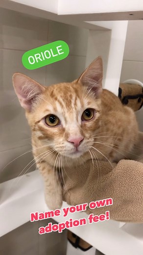 16 reactions · 5 comments | Santa Cruz SPCA on Reels | Facebook