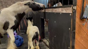 Meeting Rocky was uneventful | Lisa Kelly