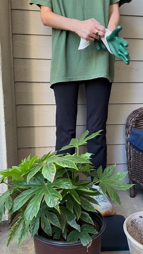 Container plant Spider’s Web Fatsia with us 🌿 This evergreen has white splashing and dotting on its broad, palmate leaves with variegation that changed with the seasons as the plant ages! Place in partial sun to shade in USDA zones 8-10 for the best growth 🌤️ | Southern Living Plant Collection