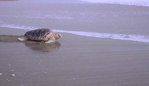 The ultimate goal of our sea turtle conservation work is to return these reptiles back to the wild. #WorldSeaTurtleDay #SavingSpecies | NC Aquarium on Roanoke Island