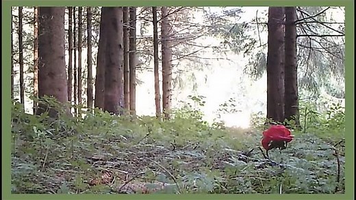 The taste of life 2017 ( Der Geschmack Von Leben).mp4