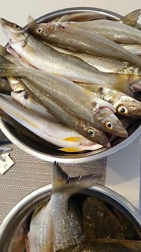 Fishing - Sand Whiting & Flathead.