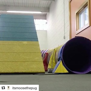 25K views · 1K reactions | #Repost @itsmoosethepug ・・・ zooming around da course  #canilpugmaniacos | Pug Maníacos | Facebook