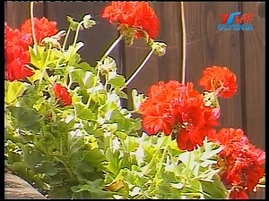 Cosmin STREATA - Leana mea | Dulce-i graiul de folclor