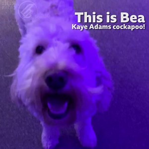 11K views · 84 reactions | This is Bea Kaye Adams cockapoo had a waxy ear, so resident vet Ross Allan showed her how to clean them out! | BBC Radio Scotland | Facebook