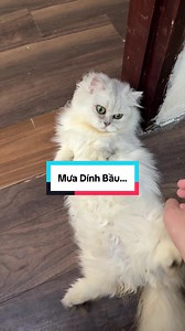 Đúng là sợ nhất mấy thằng âm thầm, cứ thảo mai nhẹ nhàng bụp phát 4 đứa có bầu… #mèo #fypシ #xh #xuhuong #onggiachanmeo