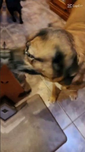 Bow Wow Wow Yippie Yo Yippie Yay! (Atomic Dog)