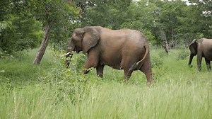 Drei Elefanten, die in Caprivi strip,: Stockvideos & Filmmaterial (100 % lizenzfrei) 1106789331 | Shutterstock