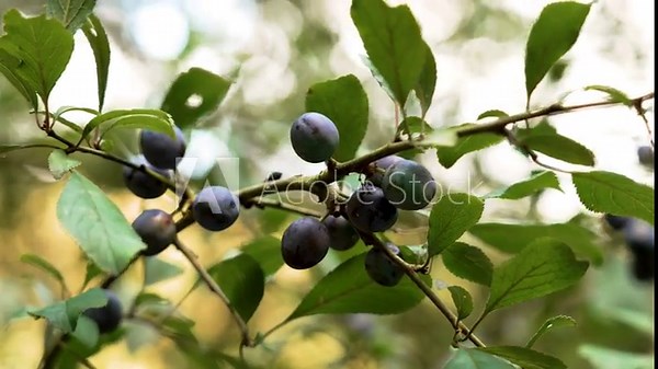 Ripe berries of Prunus spinosa. Growing Blackthorn fruits in summer