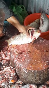 Cyprinus carpio 🐟🐟🐬🐬🐋❣️😍 | FishingBd420