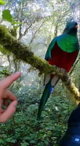 Rare Bird Sighting Captured