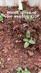 4.2K views · 133 reactions | #groweatrepeat #garden #weeds #spring #planting #farm #gardenprep #homesteadersofamerica #homestead #farmer #farming #farmlife #homesteading #homesteadlife | Dogwood Homestead | Facebook