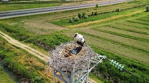 White stork nesting with chicks on electric tower in Uzbekistan