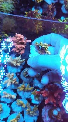 Acropora Cytherea Pikachu