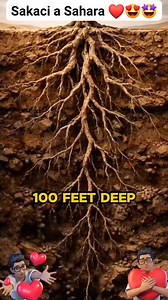 83K views · 1.2K reactions | Sakaci a Sahara ❤朗 #trees #desert #survival #safety #technology #car | Auwalu Tukur | Facebook