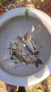 2.1K views · 16 reactions | Parrot Fish Catching in Kolkata | Kolkata Fishing | Facebook