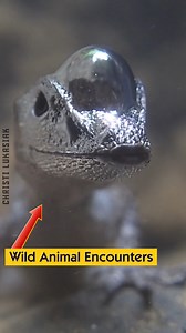 Wild Animal Encounters | Christi Lukasiak