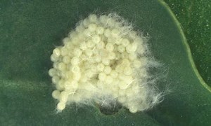 Fall armyworm - Alchetron, The Free Social Encyclopedia