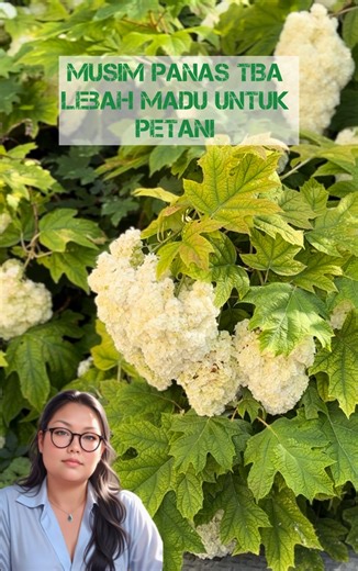 124 reactions · 76 comments | Bunga mekar Musim panas tiba lebah petani panen madu murni #wisata #information | Kiki Wijaya | Facebook