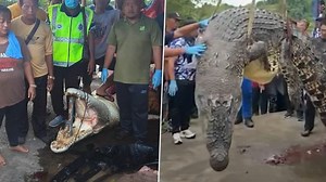 Crocodile Attack in Malaysia: Villagers Cut Open 2 Giant Crocodiles and Find Human Remains After 6-Year-Old Girl Was Mauled to Death While Swimming in River (Watch Video) | 👍 LatestLY