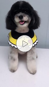 @smoochesforthepoochesllc gave Mimi The Toy Poodle a ✨ major ✨ glow up using their go-to #ANDISGROOMING tools — and we're obsessed! 😍 #ToyPoodle #GroomingTools #DogGrooming #ANDISGROOMINGUK https://bit.ly/Andis-SmallAnimalProducts | Andis Grooming UK