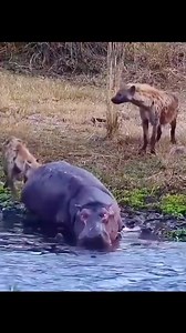 Top Movie Drama Hot #Top1Land Trending clips #forever #gaming #CrimeThe #ChampionsLeague #longhair #instadaily #business Bing… #highlight #champion #eu #europa | Rico Verald | Facebook