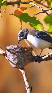 White-browed fantail flycatcher bird #birdlife #birdwatching #birdsofinstagram #birdlovers | Beautifuloversland