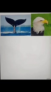 3K views · 31 reactions | Logo design ideas  #logodesinger #logodesignchallenge #logodesigner #logodesigning #StarsEverywhere #logochallenge #logotype #logodesigns #logos #logo | Logo Design | Facebook