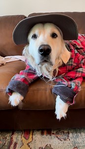 25K views · 6.3K reactions | Dis Bubba model Fall Fashion. Bubbacini, Paris Runway Expert | Along Came Polly, Rosie and Bubba | Facebook