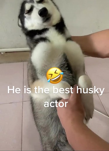 #husky #dog #doglife #animal #pet #cute #funny #funny @tiktok