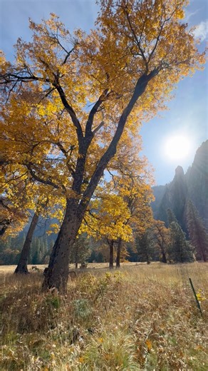 13K views · 489 reactions | Autumn glory in Yosemite Valley #nature #autumnvibes #fallcolors #yosemite #nationalparks | Dan Kurtzman Photography | Facebook