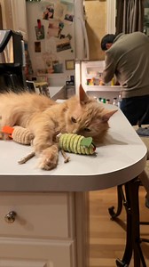 4K views · 191 reactions | We bought brand new cat toy friends for...
