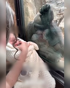 131K views · 2K reactions | Tiere lehren uns über die Gemeinsamkeiten zwischen ihnen und uns... | Der Kiwi | Facebook