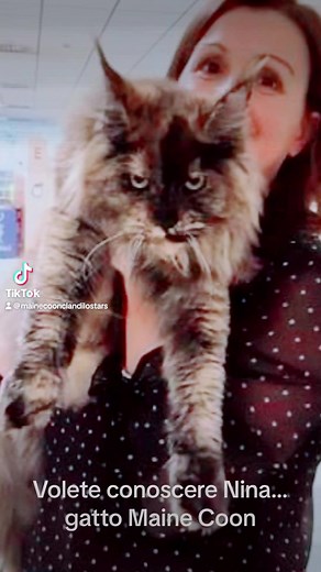33 reactions · 4 comments | Il gatto Maine Coon #gattomainecoon | Maine Coon Clandilo Stars | Facebook