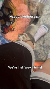 Hanging with the ferrets, getting my morning dose of serotonin . . . . . #ferrets #ferretlife #cuteferret #ferretbaby #happypets #happyhumpday #huron #ferretfun #ferretplaytime #cuteanimals | Ferrettails