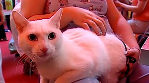 Library accepts cat pictures to pay late fees