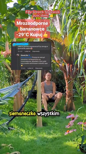 🍌 #czy #bananowce #są #mrozoodporne #bananowiec #uprawa #mrozoodporność #maureli #basjoo #sikkimensis #musella #musa #ogród #ogrodnictwo #porady #ogrodnicze | Sławek Bor