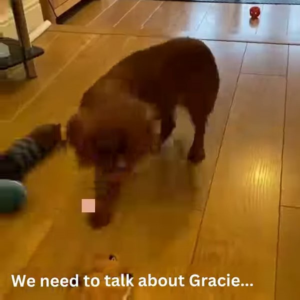 Meet Gracie, one of four dogs with medical issues that we’ve been asked to take over the past week. Gracie is just over a year old. We believe she has neurological issues that are causing her to circle constantly when up on her feet. We have booked her in for an immediate MRI and consultation to identify what’s causing her problems and what can be done to help her. We've also taken in Toulouse, a lovely lad (Frenchie x Dachshund) who has cherry eye that needs urgent treatment. Then there's our w