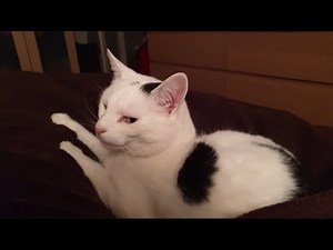 Grumpy cat hates sharing the bed with her owner