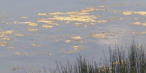 KDHE lifts blue-green algae warning at River Pond at Tuttle Creek State Park
