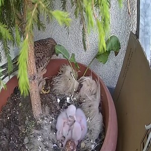 19 reactions | Nature Kestrel nesting on the balcony | Million Viewer | Facebook