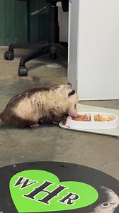 20K views · 1.4K reactions | Opie breakfast | Wild Heart Ranch | Facebook