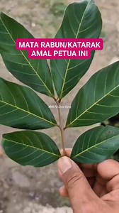 3.8M views · 22K reactions | Rahsia Daun Rambutan Untuk Mata Sihat Dan Penglihatan Tajam #PetuaOrangLama #DaunRambutan #MataSihat #FypMalaysia | Linus Eging | Facebook