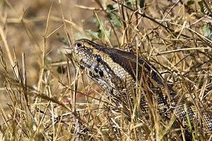 🐍 Les pythons géants envahissent la Floride